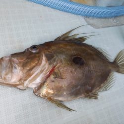 アマテラス 釣果