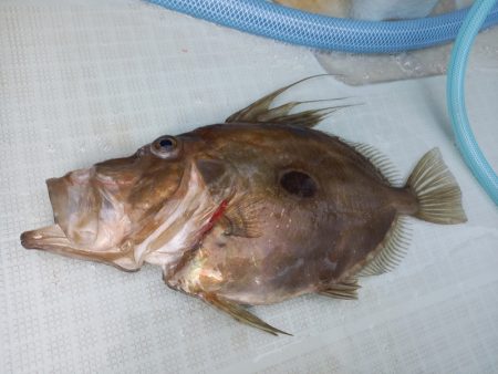 アマテラス 釣果