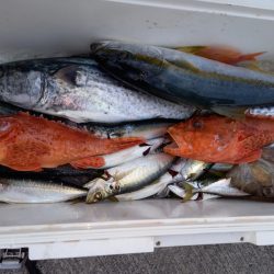 第二龍勢丸 釣果