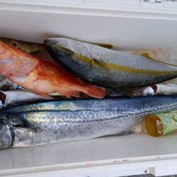 第二龍勢丸 釣果