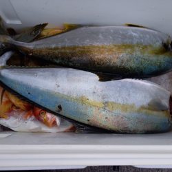 第二龍勢丸 釣果