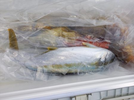 第二龍勢丸 釣果