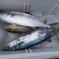 アマテラス 釣果