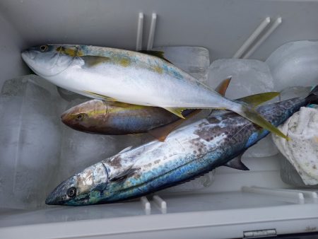 アマテラス 釣果