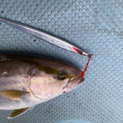 Monster Rush! 釣果