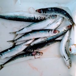 光生丸 釣果