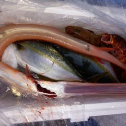 第二龍勢丸 釣果