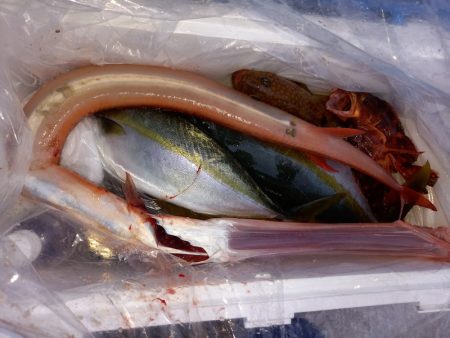 第二龍勢丸 釣果