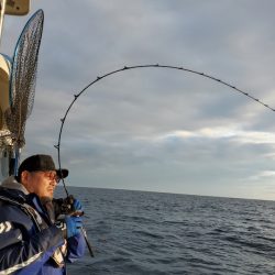 シーライオン 釣果