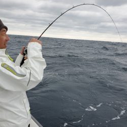 シーライオン 釣果