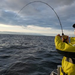 シーライオン 釣果