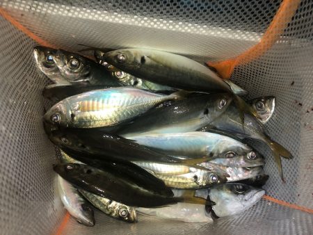 ヤザワ渡船 釣果