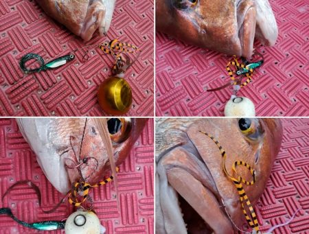 シーライオン 釣果