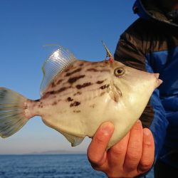 遊漁船 家入 釣果