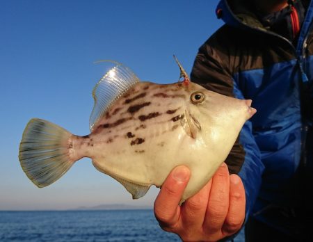 遊漁船 家入 釣果