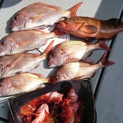 遊漁船 家入 釣果