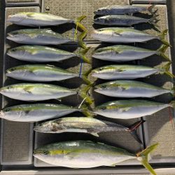 SeaRide(シーライド) 釣果