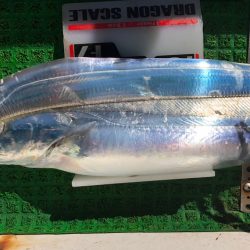 フィッシング　キッタカ 釣果