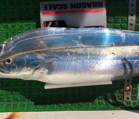 フィッシング　キッタカ 釣果