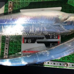 フィッシング　キッタカ 釣果