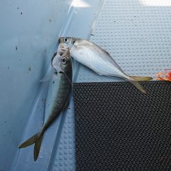 遊漁船 家入 釣果