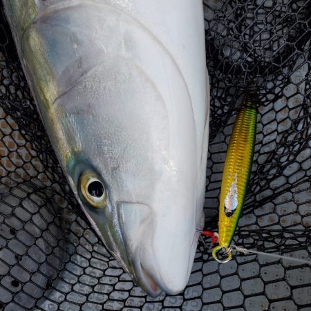 サンマリン 釣果