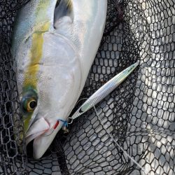 サンマリン 釣果