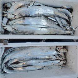 サンマリン 釣果