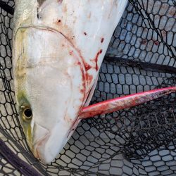 サンマリン 釣果