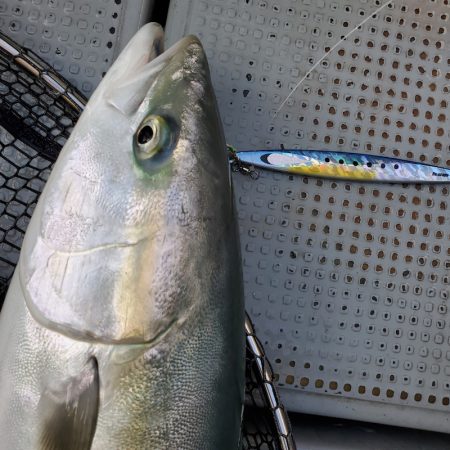 サンマリン 釣果