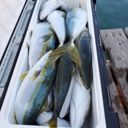 サンマリン 釣果