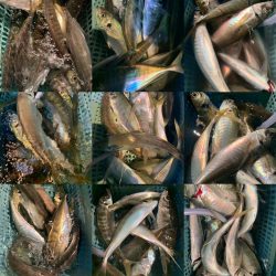 愛海丸 釣果