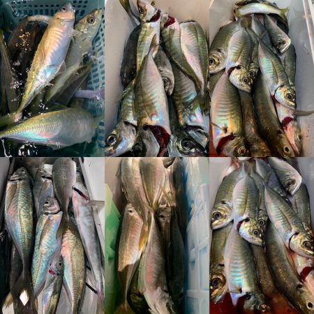 愛海丸 釣果