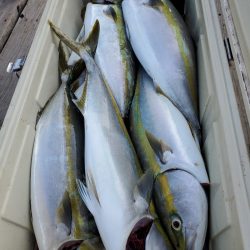 サンマリン 釣果