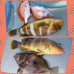 アマテラス 釣果