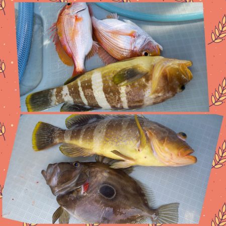 アマテラス 釣果