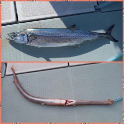 アマテラス 釣果