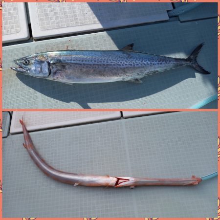 アマテラス 釣果