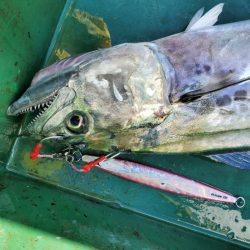 サンマリン 釣果