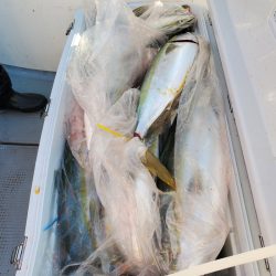 サンマリン 釣果