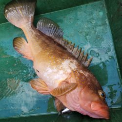 サンマリン 釣果