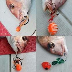 シーライオン 釣果