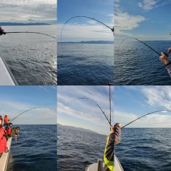 シーライオン 釣果