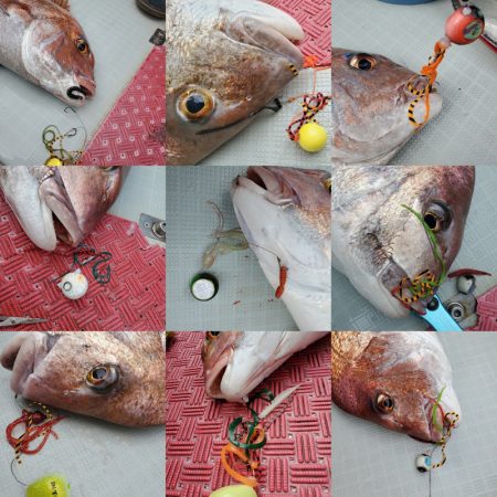 シーライオン 釣果