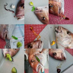 シーライオン 釣果