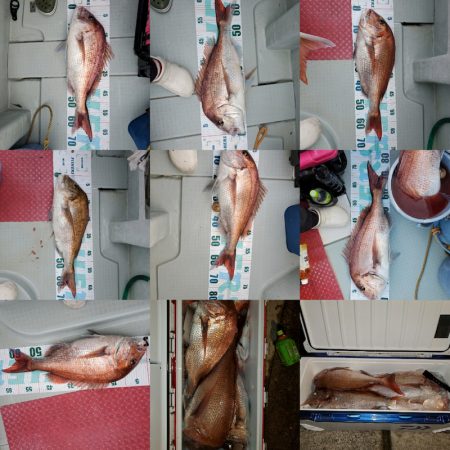 シーライオン 釣果