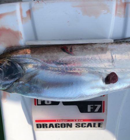 フィッシング　キッタカ 釣果