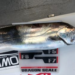 フィッシング　キッタカ 釣果