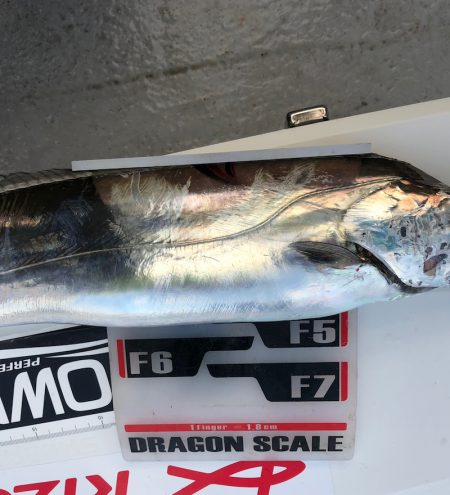 フィッシング　キッタカ 釣果