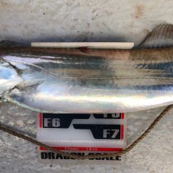 フィッシング　キッタカ 釣果